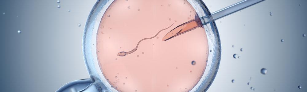 An embryo being inserted with sperm via IVF.