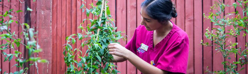 Nurse looking after a plant.