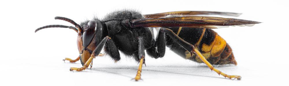 Yellow-legged hornet