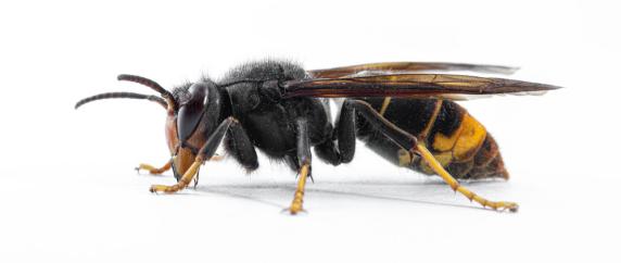 Yellow-legged hornet