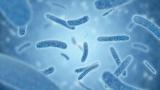 Legionella bacteria.