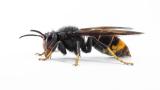 Yellow-legged hornet