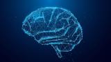 Brain