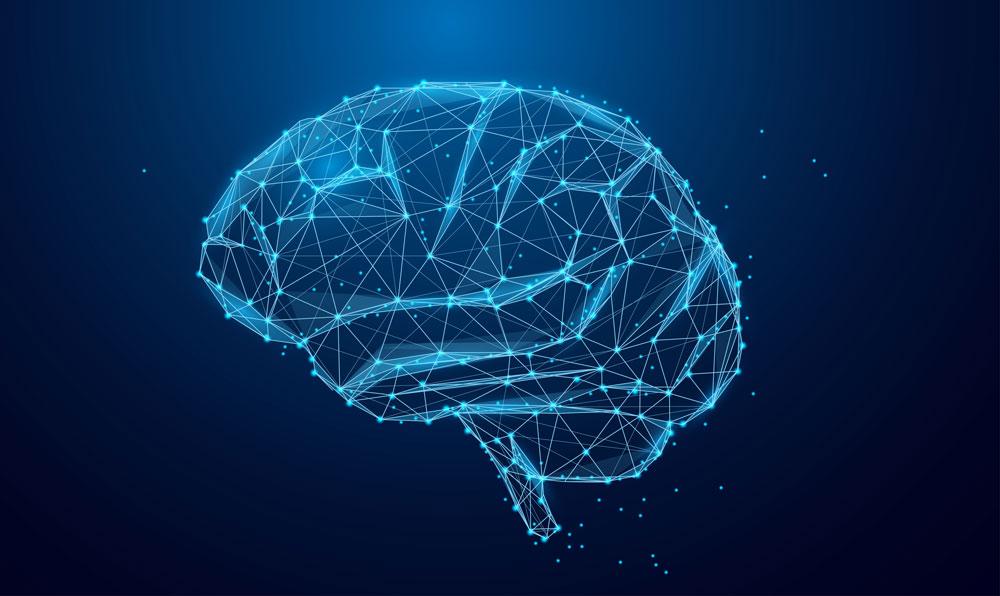 Brain